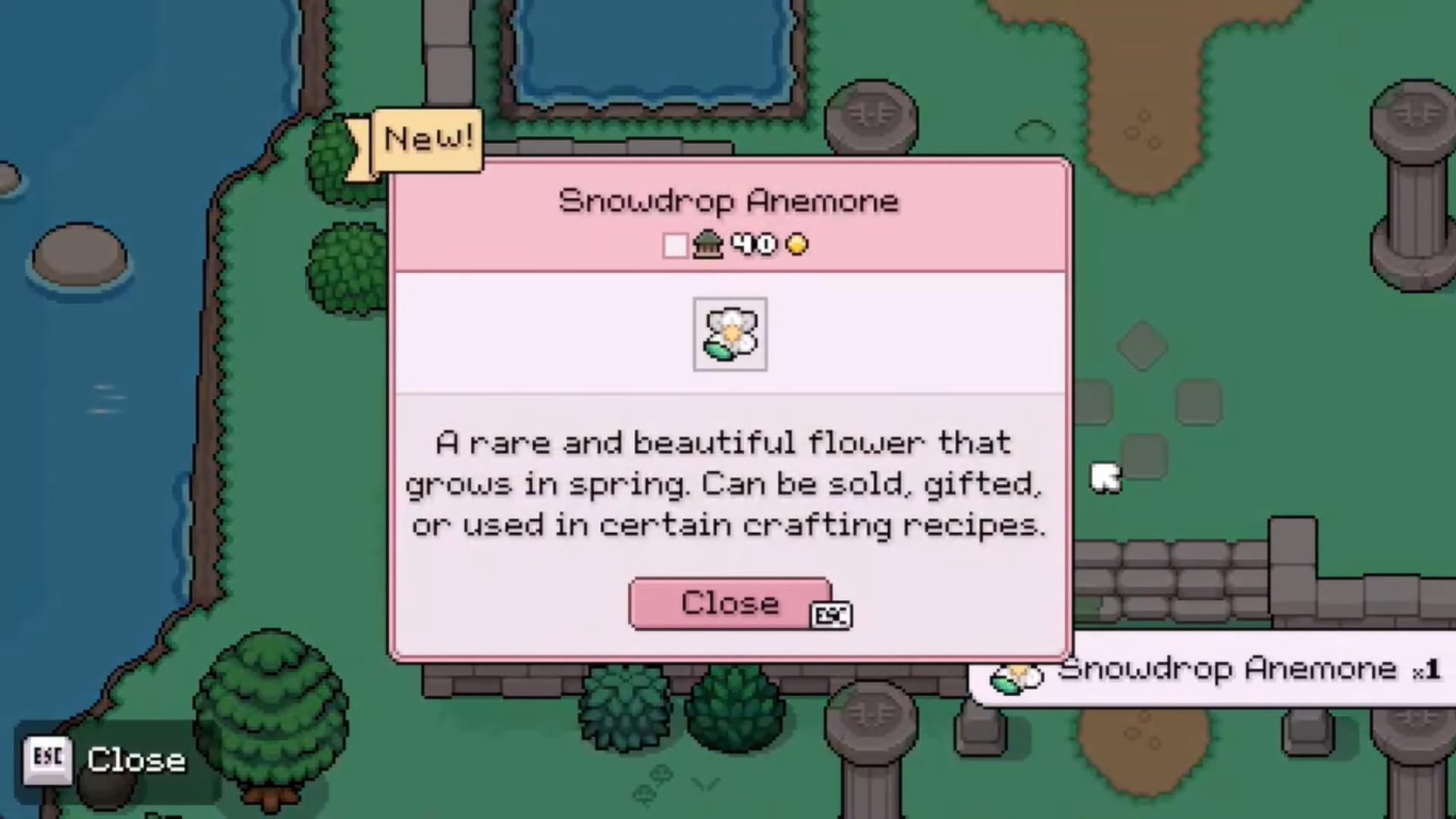 Snowdrop Anemone Location