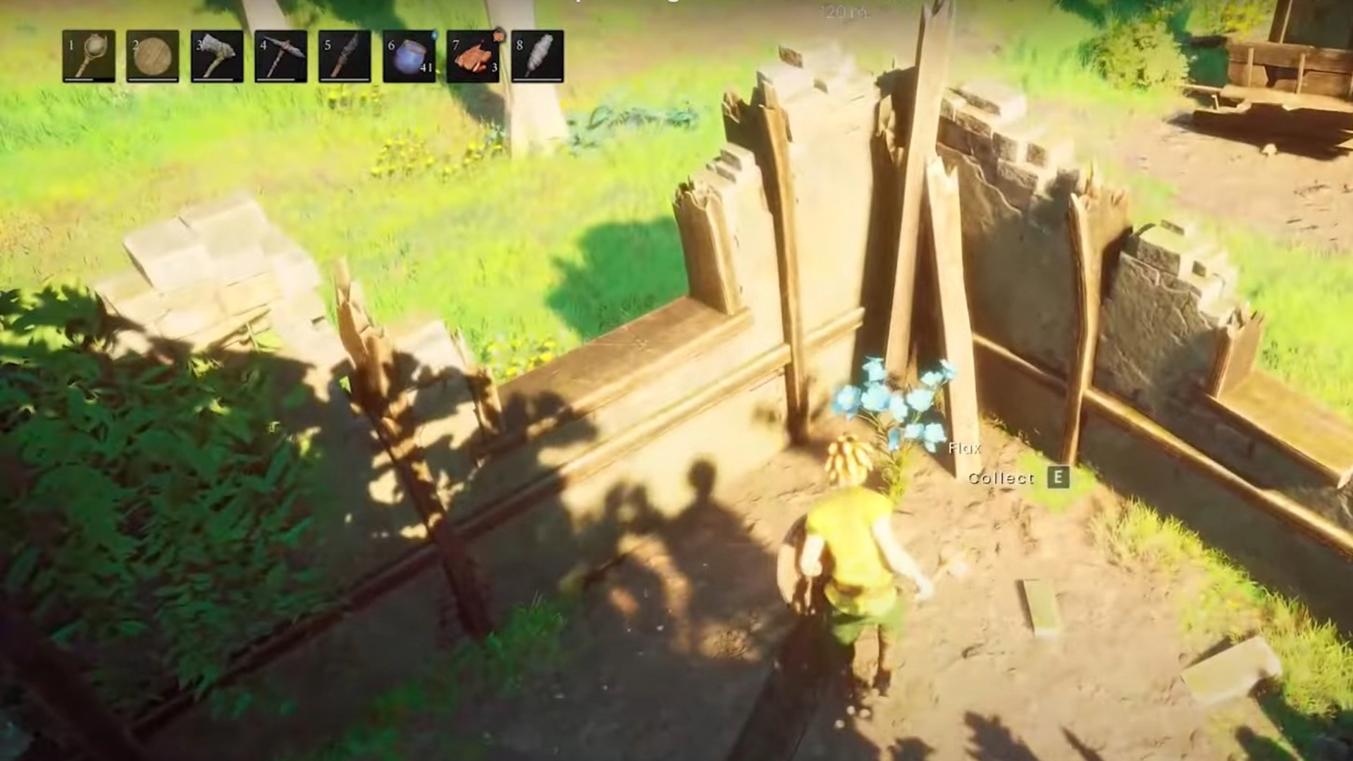 Flax are the blue flowers