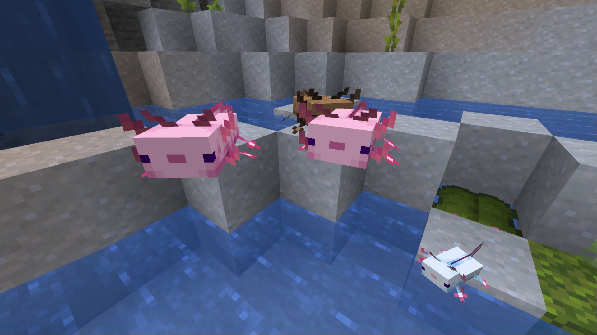 Axolotls in Minecraft (Image via Mojang Studios)
