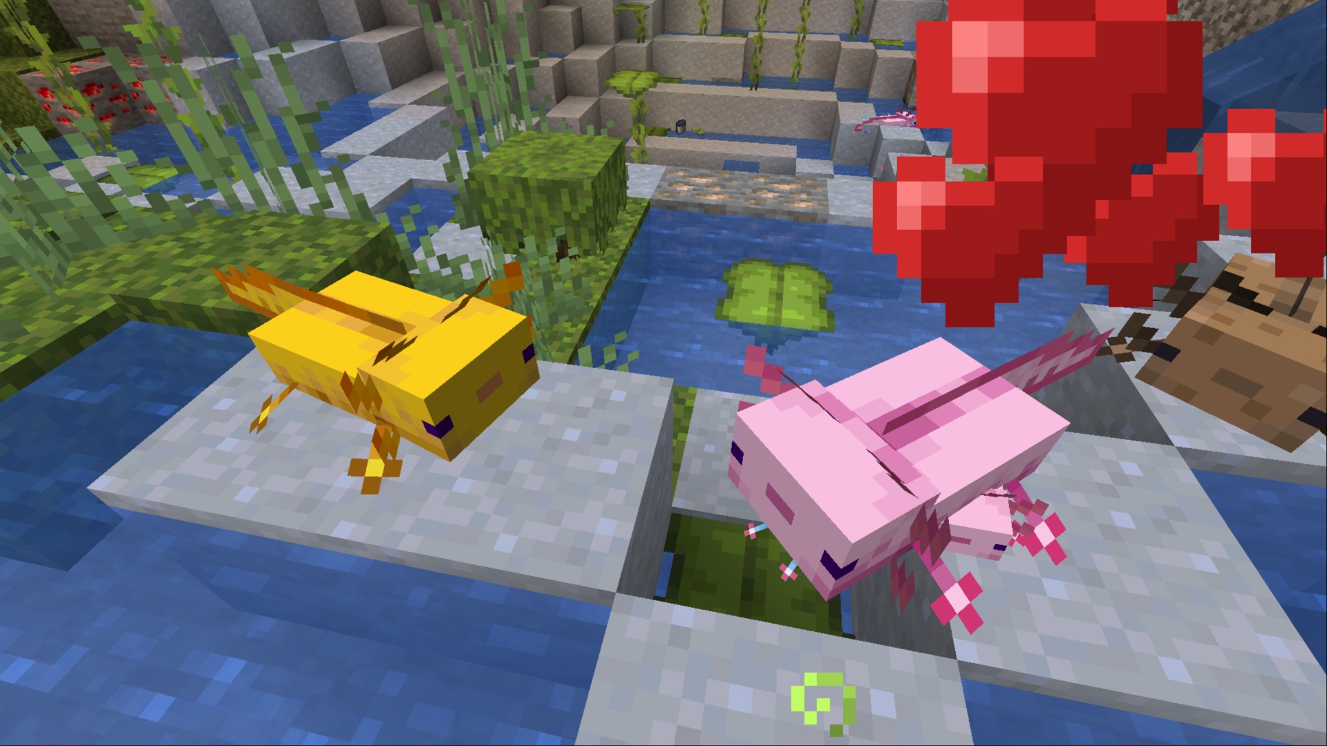 Breeding Axolotls in Minecraft (Image via Mojang Studios)