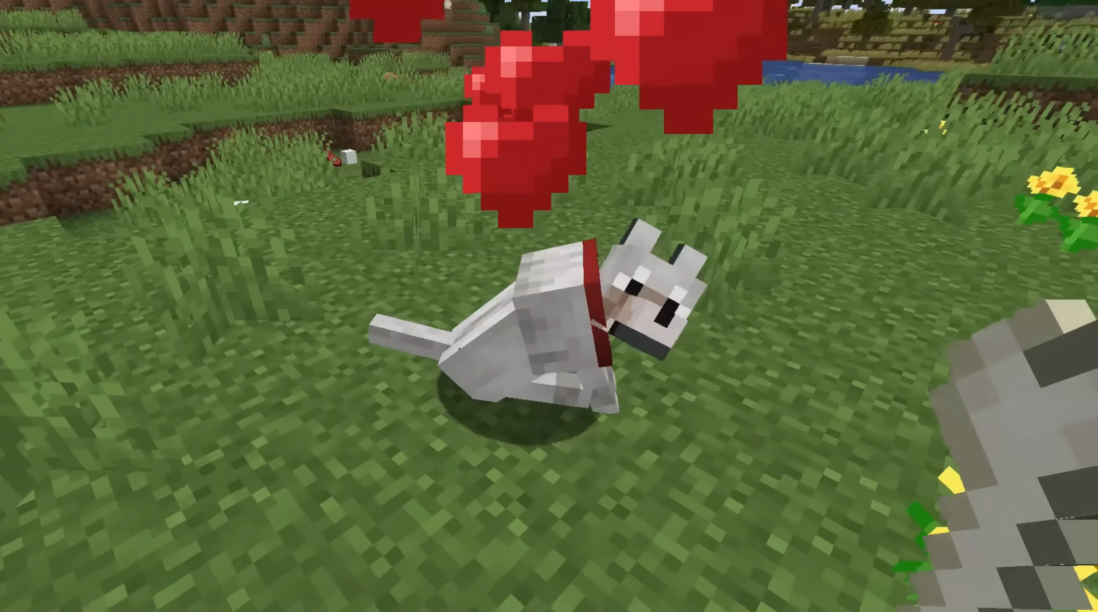 Feed Wolf to grow your bond