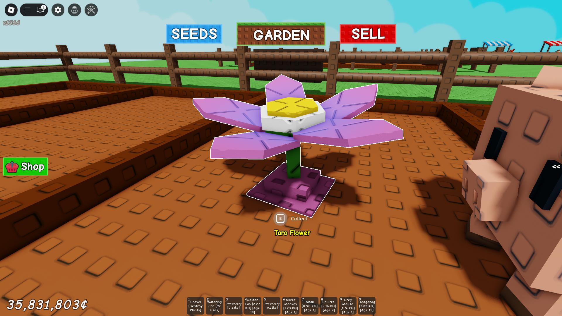 Taro Flower (Image via Roblox)