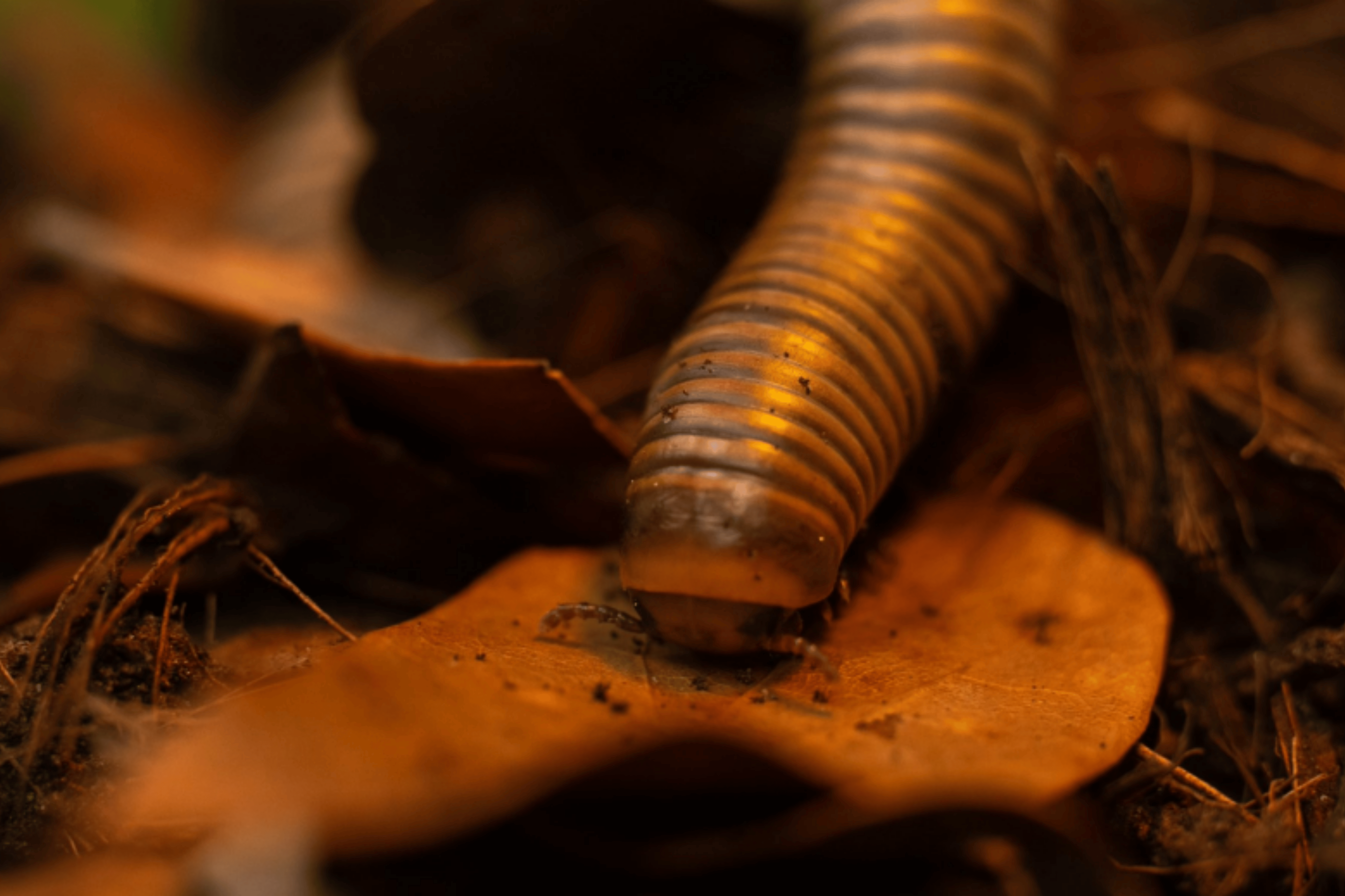 Alveus Sanctuary, founded by streamer Maya Higa, announced the sad passing of Hank the millipede on August 30, 2026.