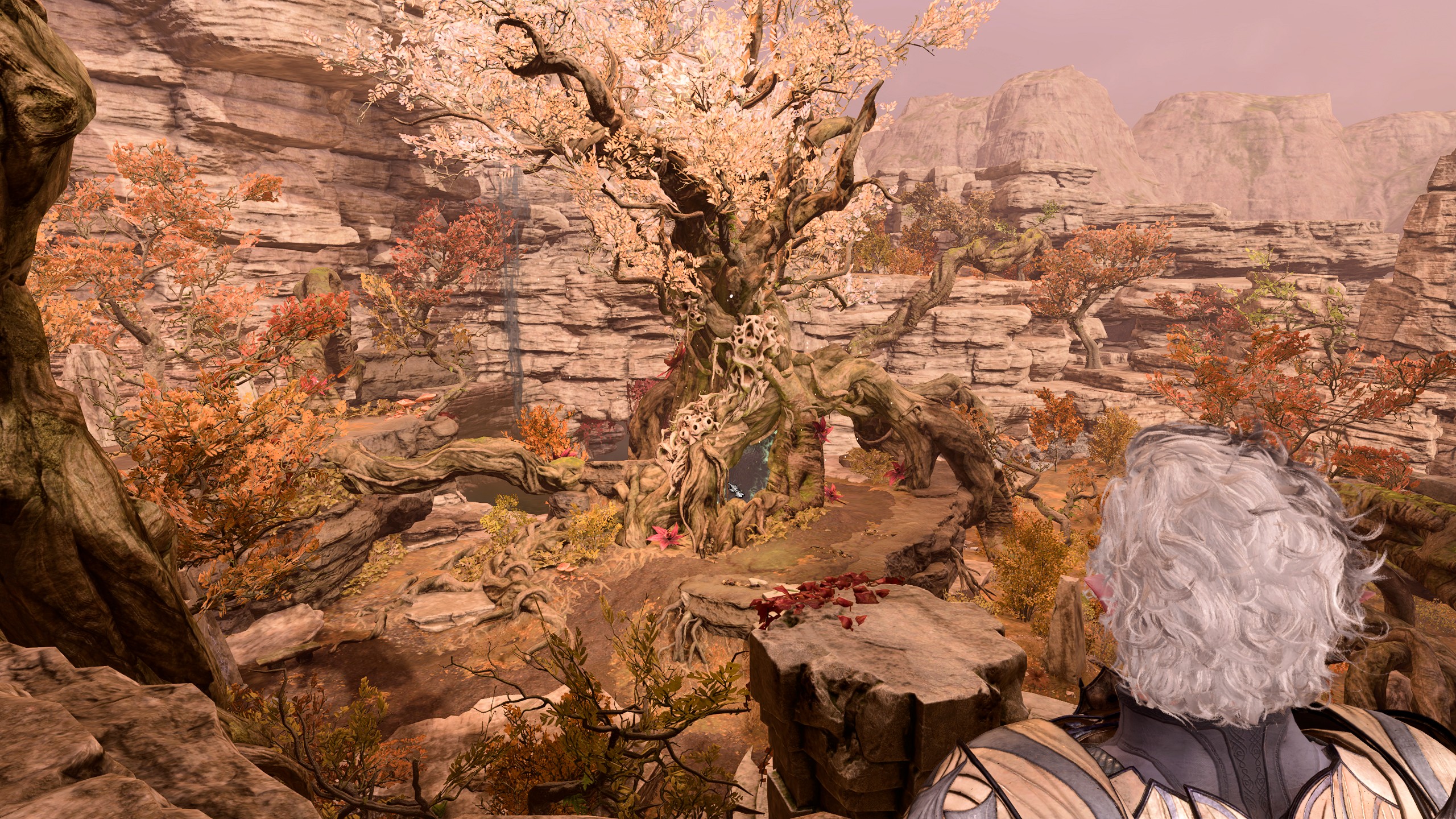 Sanctuary Tree